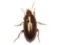 Amara aenea